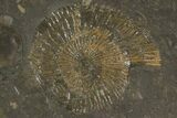 Dactylioceras Ammonite Cluster - Posidonia Shale, Germany #79308-2